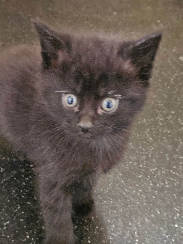 Beautiful black fluffy kittens
