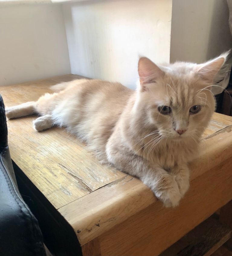 adult Maine coon boy