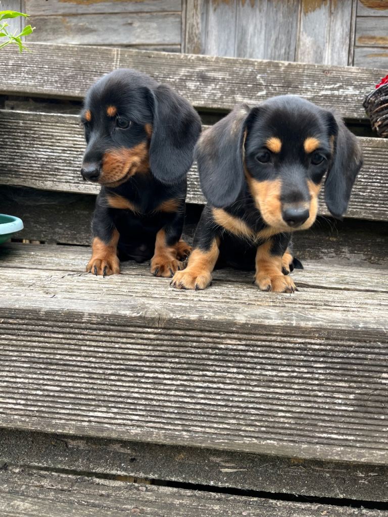 Dachounds