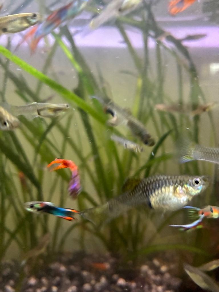 Mixed guppies 