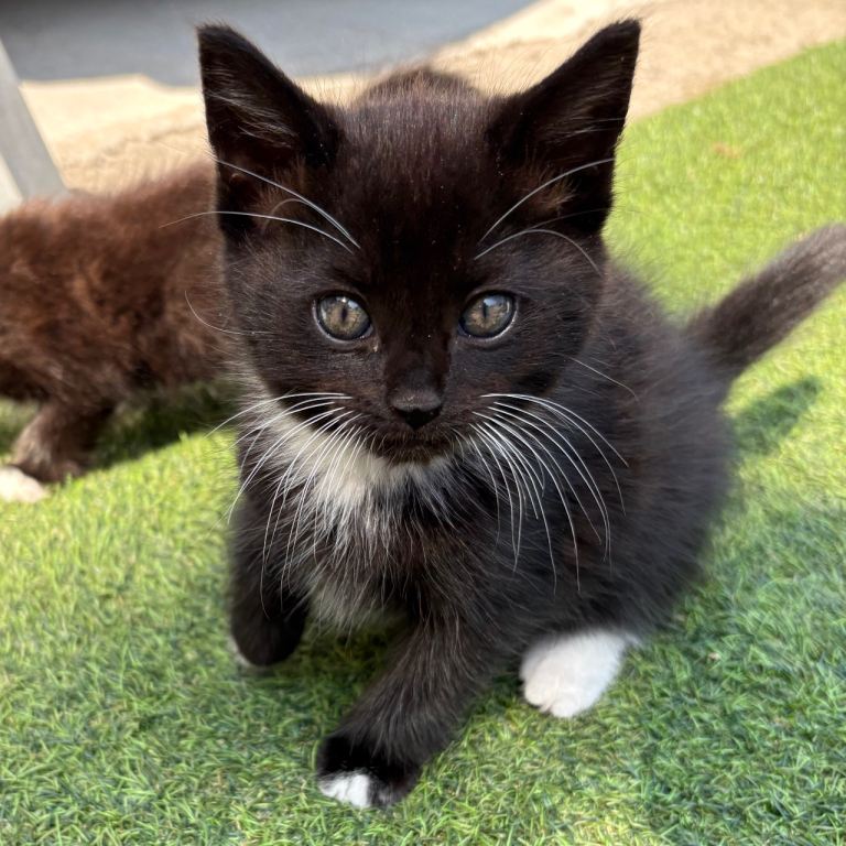 1 left !!! Kittens for sale Wigan 