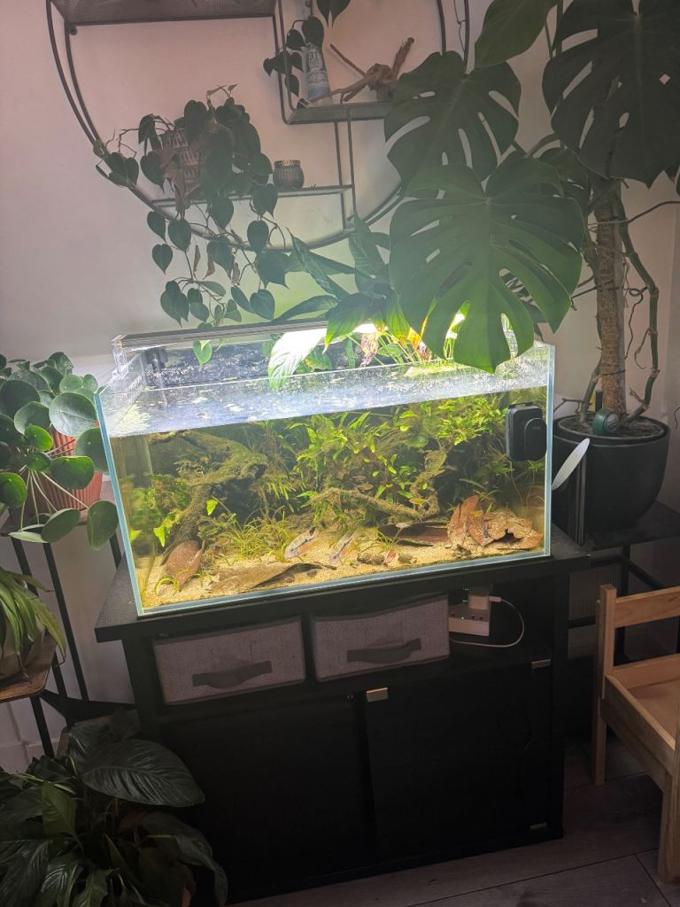 Superfish 140, light, filter and various fish