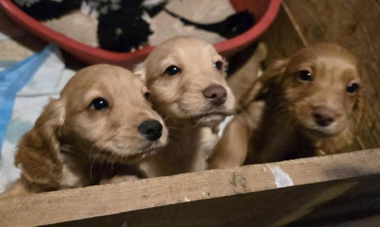 Cocker spaniel puppies 