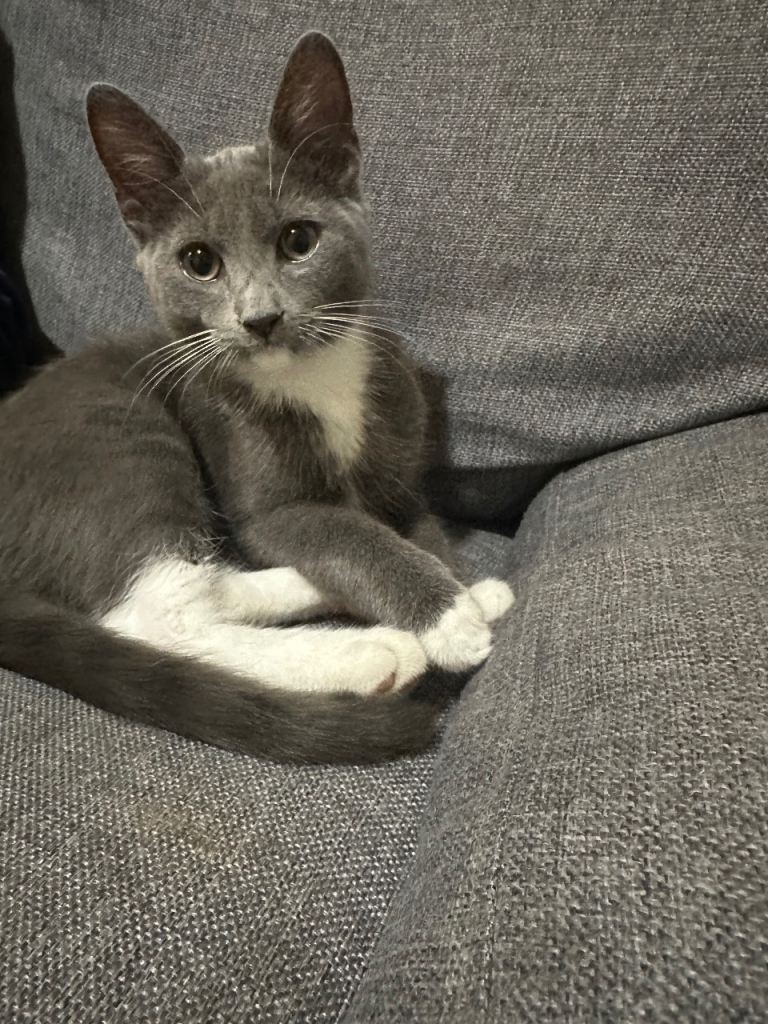 Male gray kitten