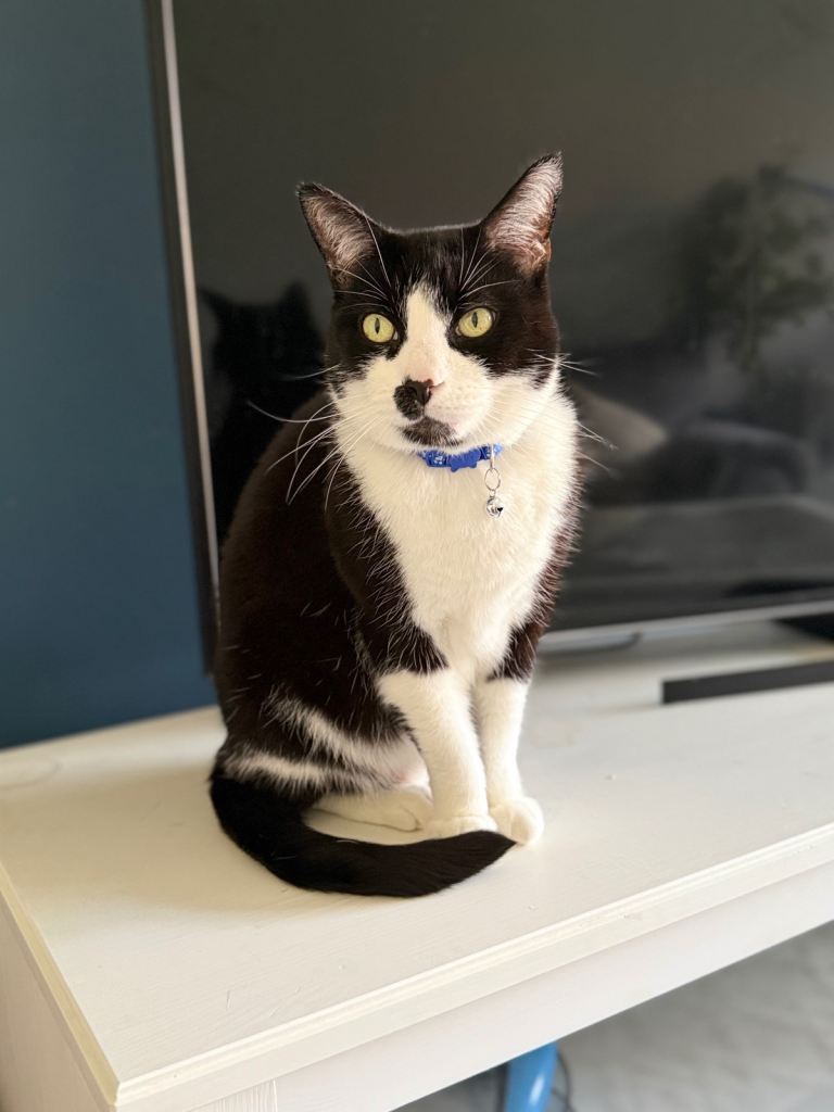 2 Male Cats Looking for a Loving New Home 🐾