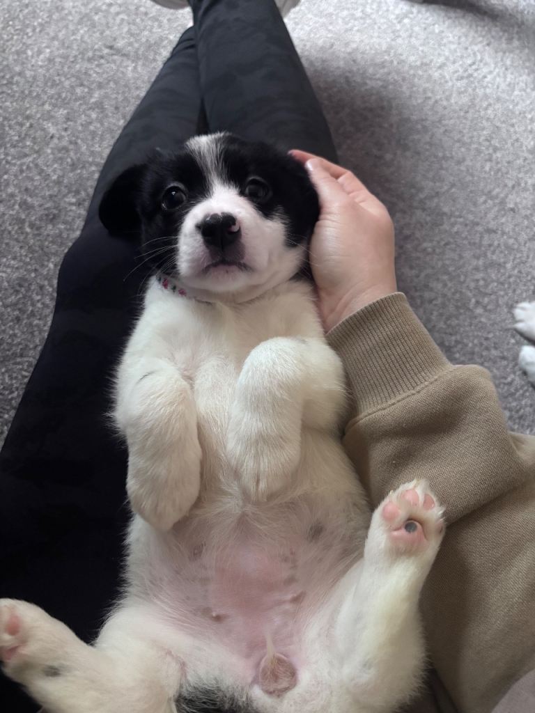 3 x Bichon Maltese mixed puppies 