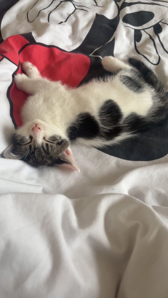 Title: Two Loving 8-Week-Old— kittens preferably together 