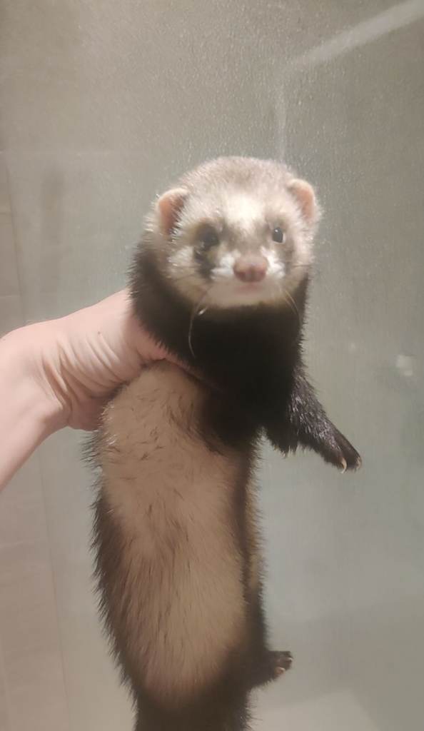 2 Hobb Ferret's £10 29 weeks old for Sale 