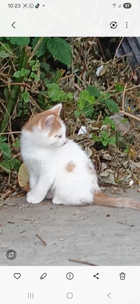 Beautiful kittens