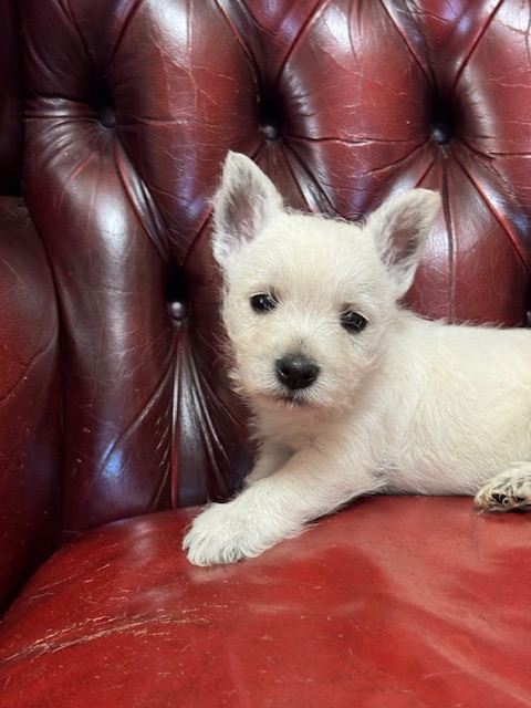 One handsome KC reg boy 