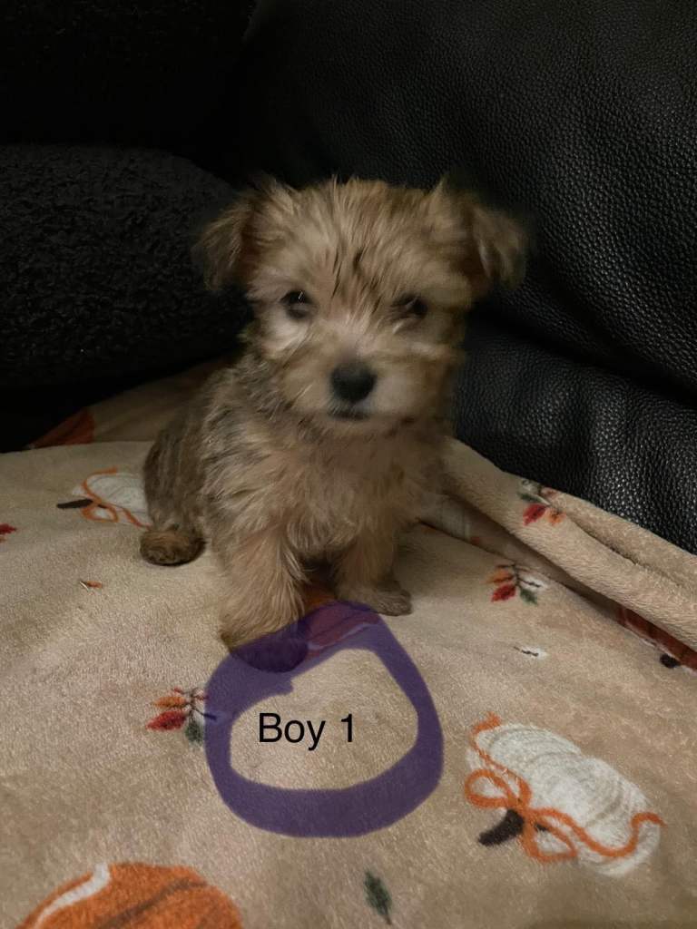 Adorable Yorkshire Terrier puppies 