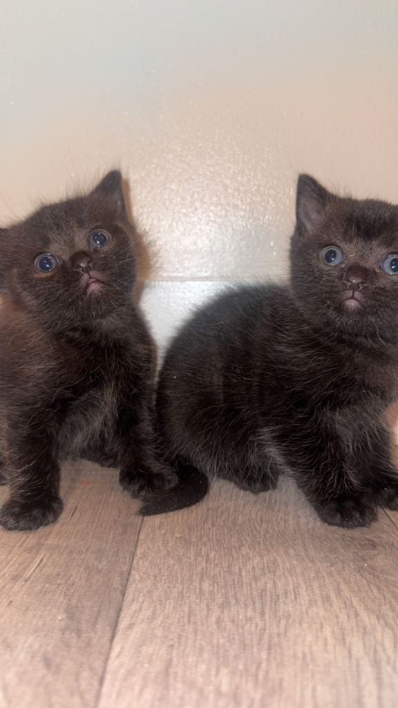 🐾 Beautiful British Shorthair x Ragdoll Kittens – Ready Soon