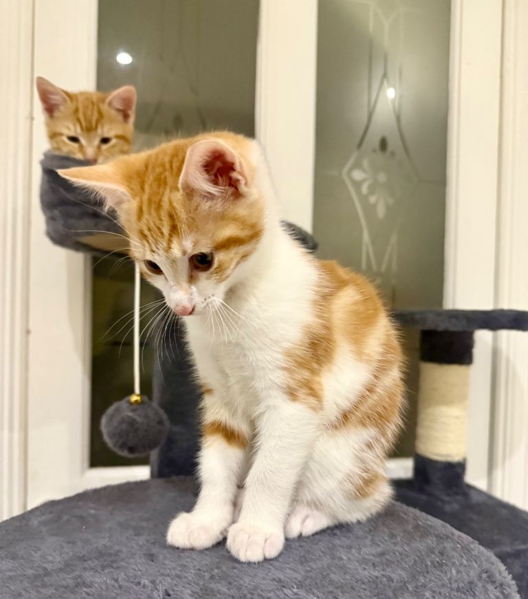 🐾 Adorable Ginger & White Boy Kittens 