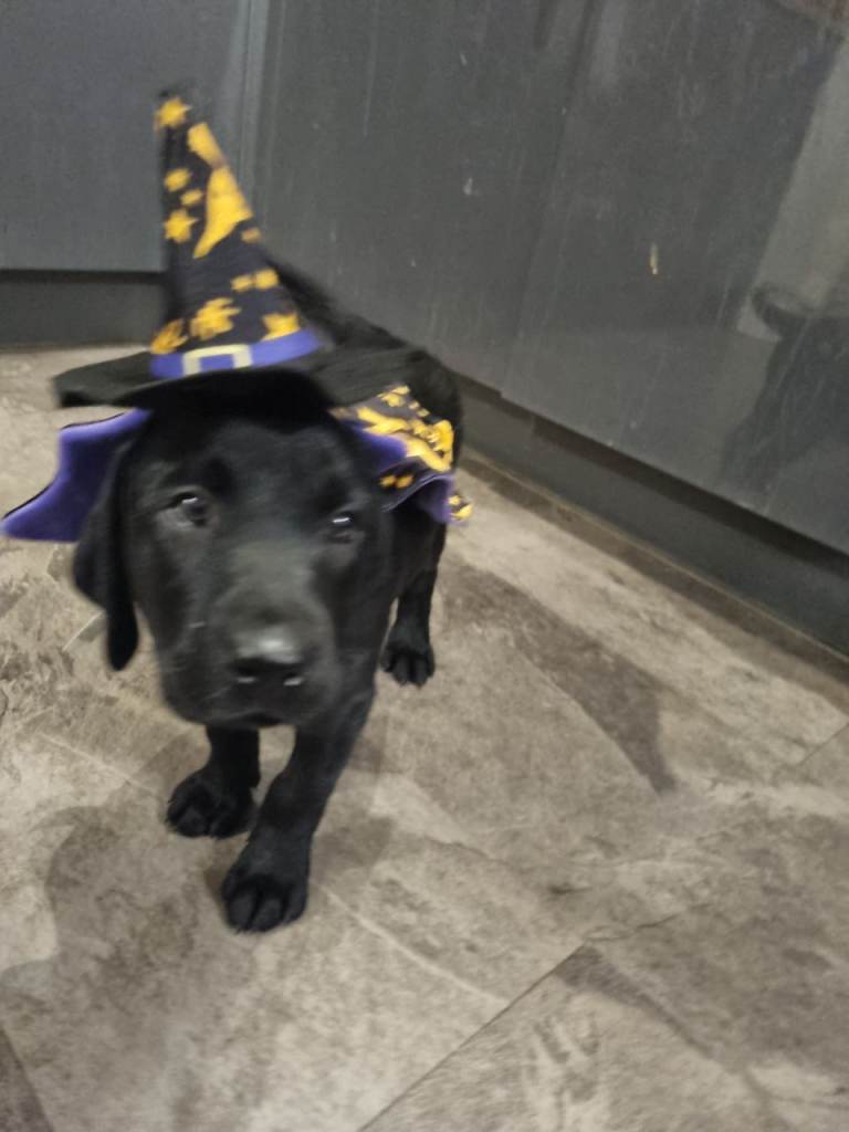 1 Remaining - Black Labrador Puppy KC Registered