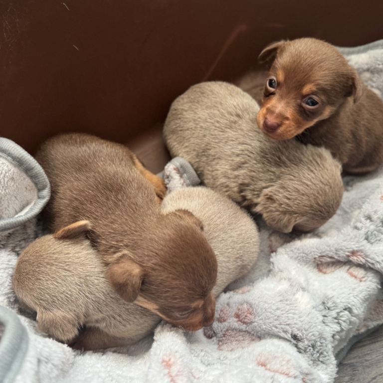 Stunning miniature Jack Russell puppies 