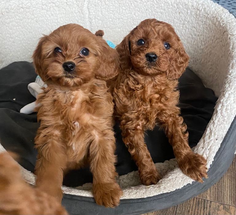 F1 cavapoochon puppies