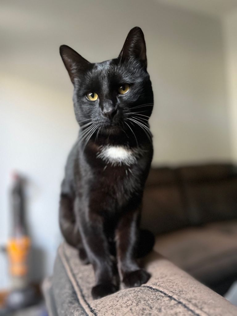 Friendly Male cat for sale