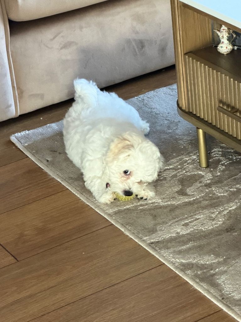 Puppy for sale 