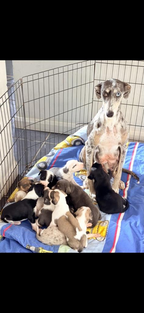 Lurcher puppies 
