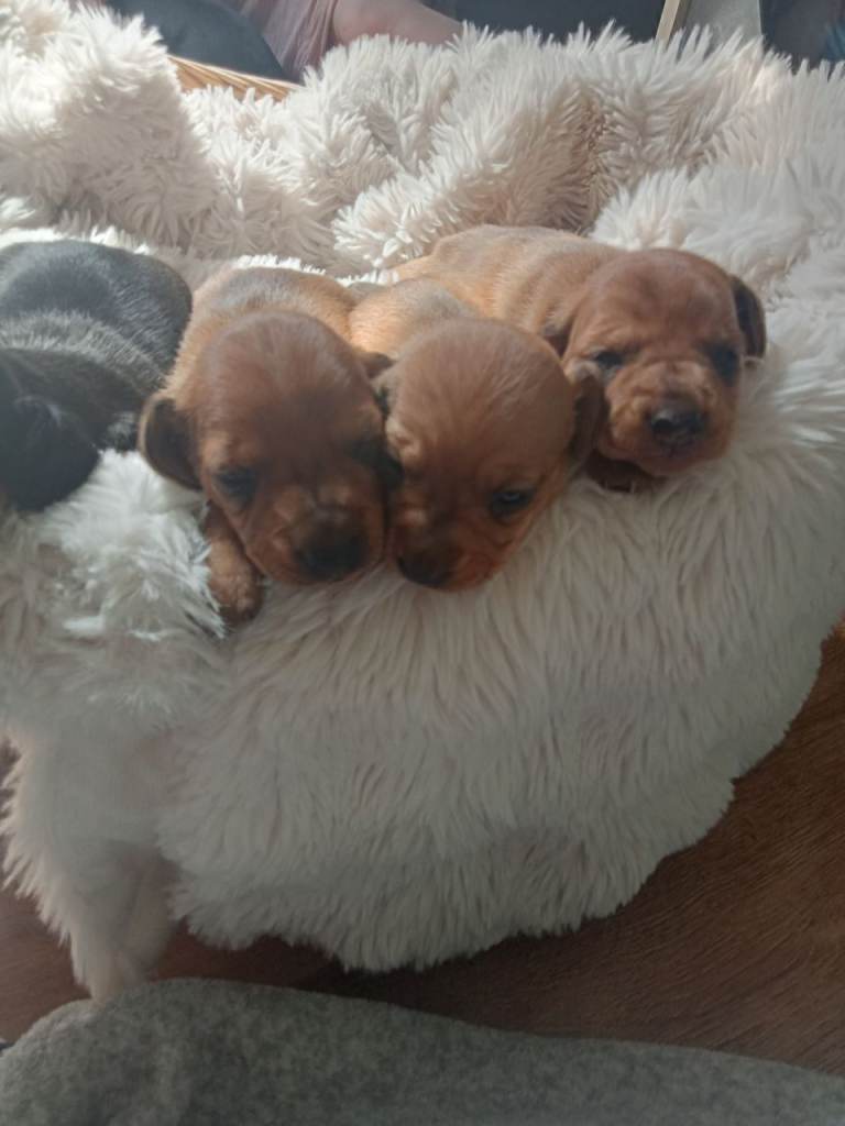 Dachunds pups