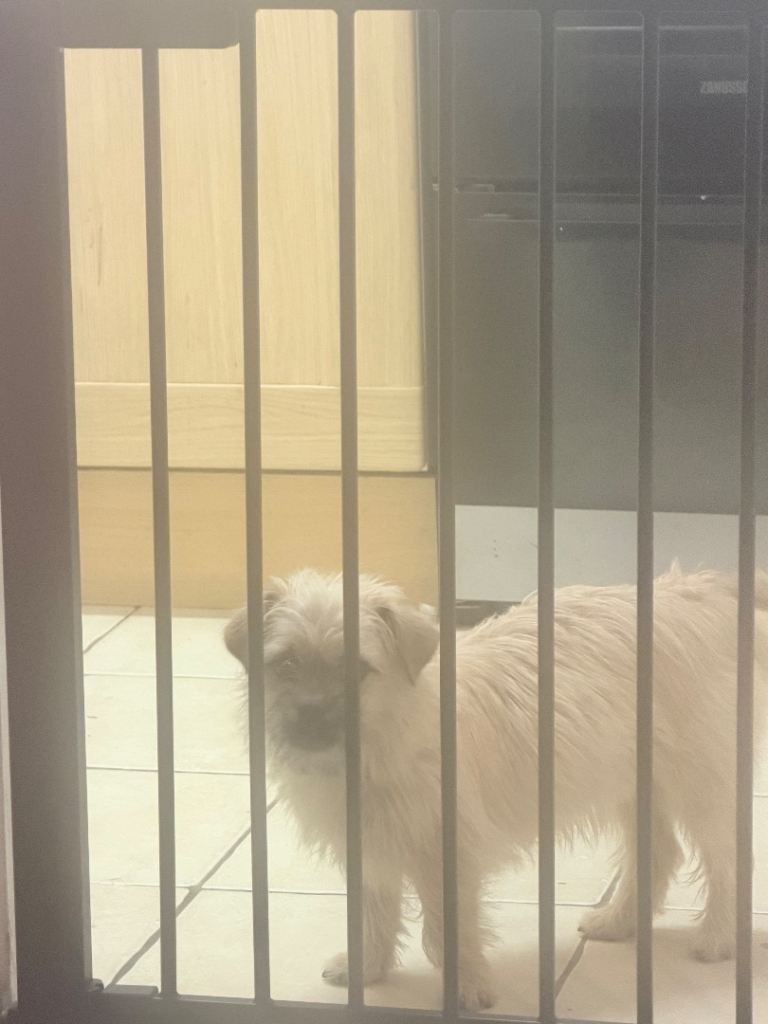 Chihuahua Jack Russell 