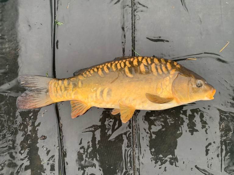 Mirror / Common Carp 10-16 Inches