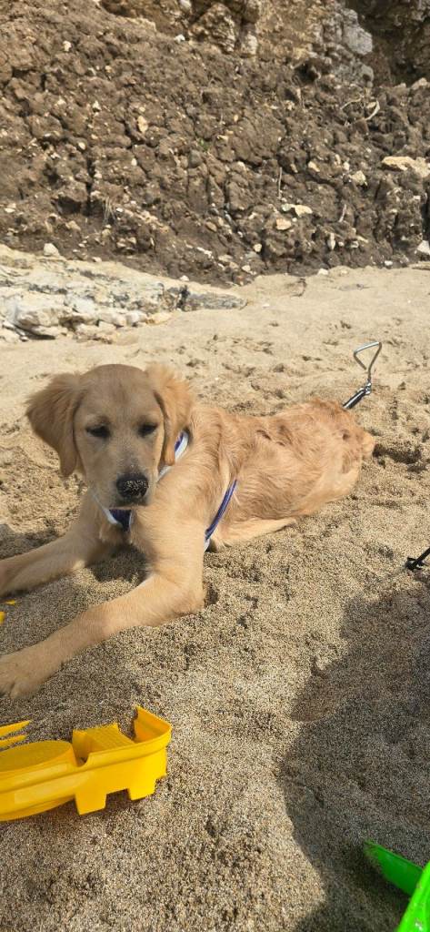 Golden retriever puppy in need of rehoming