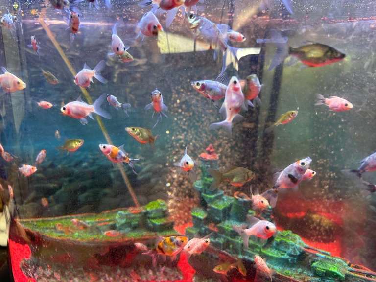 Home‑Bred Shubunkin Fry – Strong, Fast‑Growing, Mixed Colours 