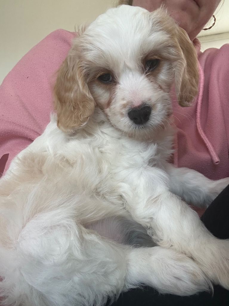 1 GIRL LEFT Cockapoo Puppy 9 WEEKS OLD READY NOW!