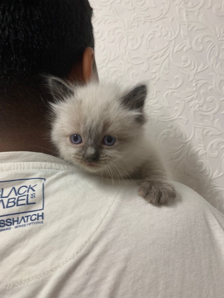 Beautiful Ragdoll kittens looking for new home