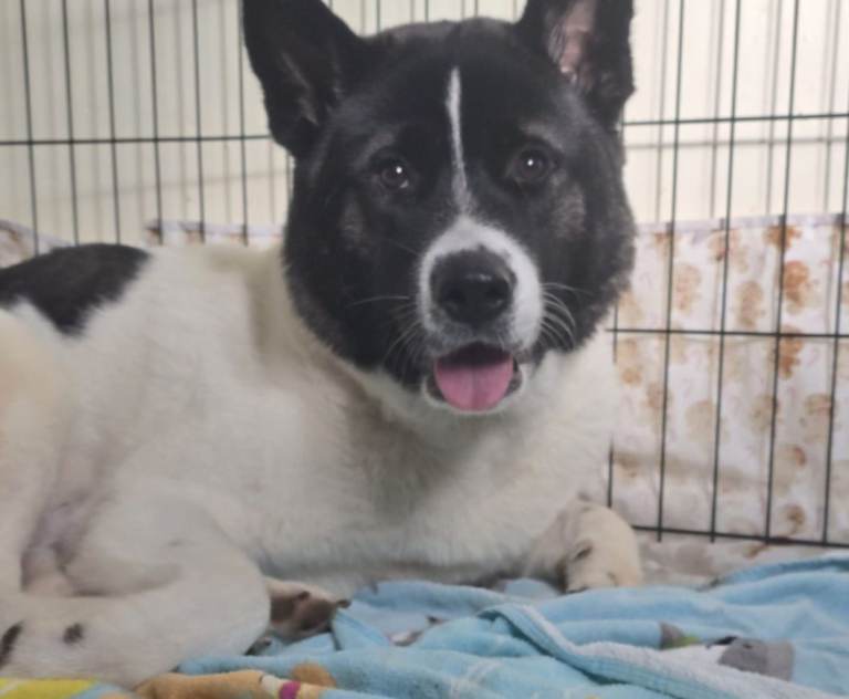 Female 1& half year old American akita for rehoming