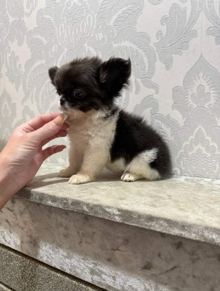 Stunning tiny long coat chihuahua puppies 