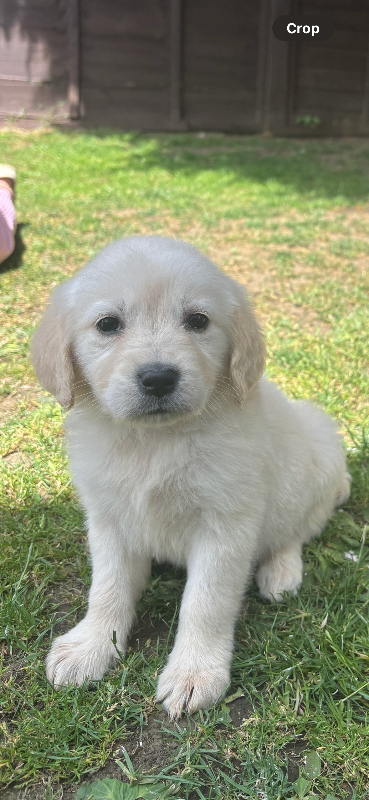 Golden retriever puppies 