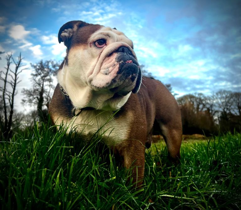 Re-homing intaked Male Bull Dog