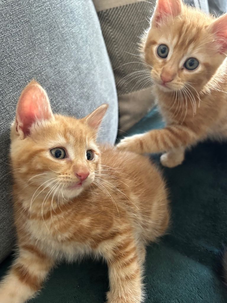 1 Girl kitten&2 boy kittens for sale