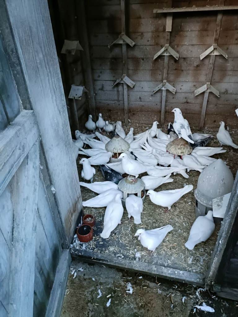Homing pigeons 