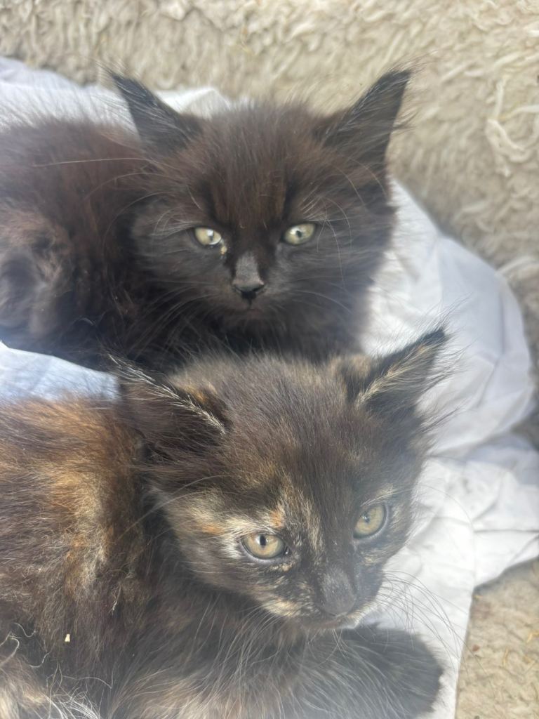 2 Beautiful Kittens (8 1/2 weeks)