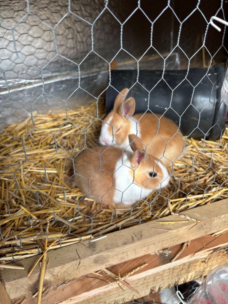 Dutch rabbits