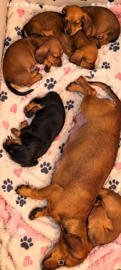 Mini Dachshund pupies 