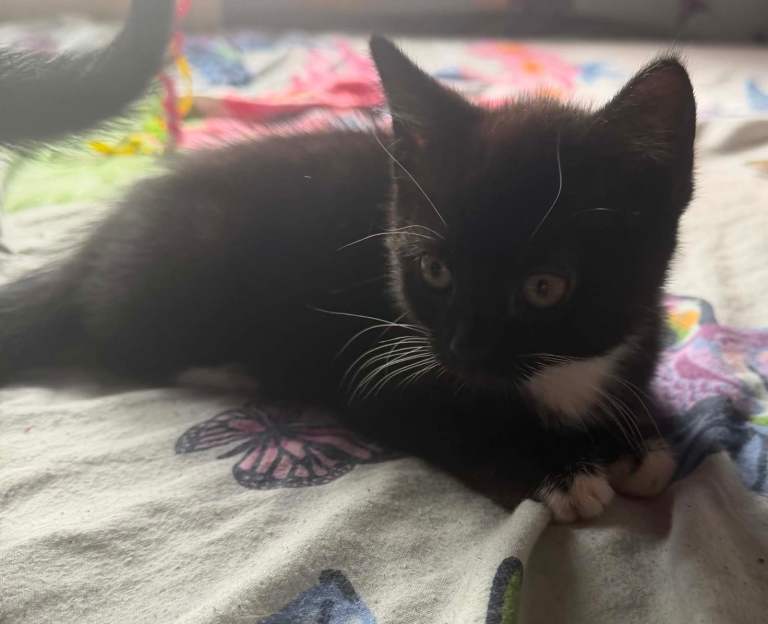 kittens
