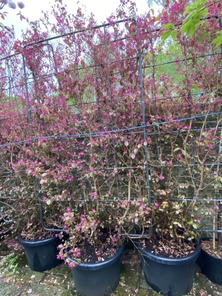 NEED TO GO ASAP. RARE SPECTACULAR AND STUNNING PLEACHED EVERGREEN 8FT CHINESE FIRE DANCE FRAMES