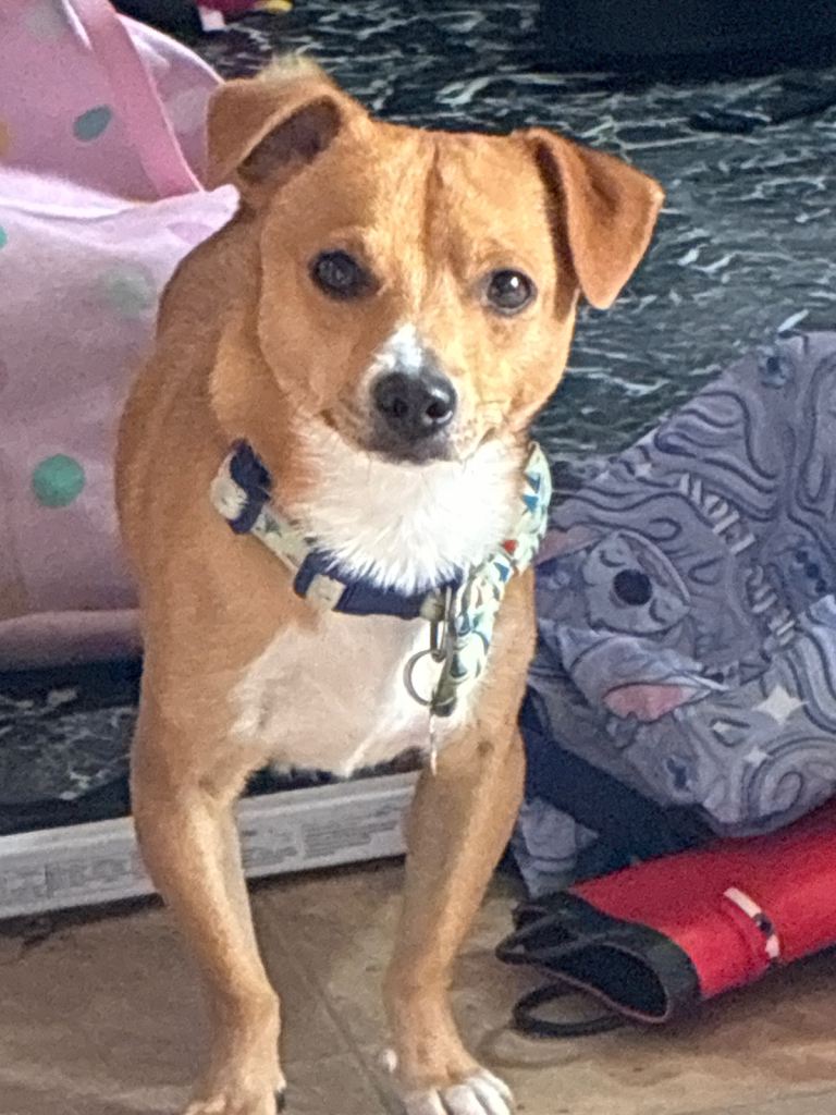 Male jack russel dog