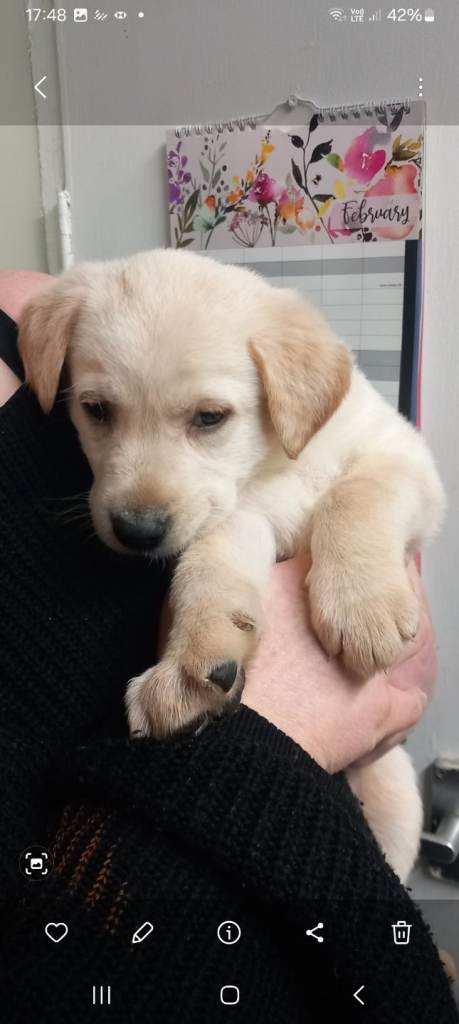 Beautiful female gsd x lab