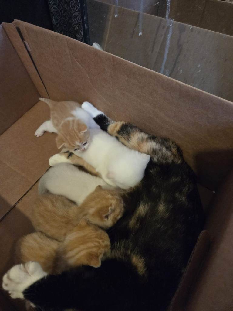 Ginger and pure white kittens