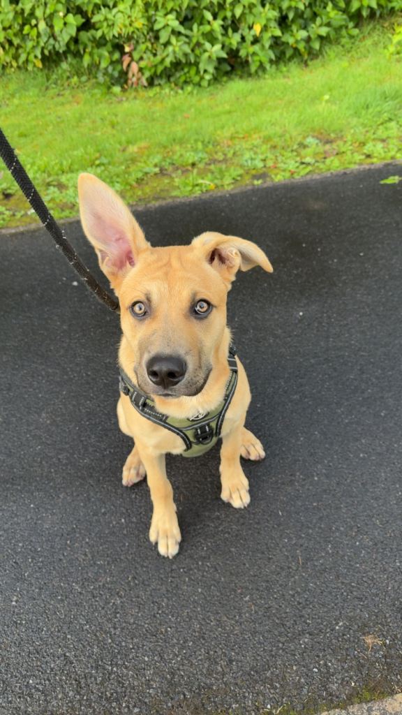 German shepherd 