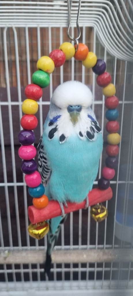 Young Budgies 