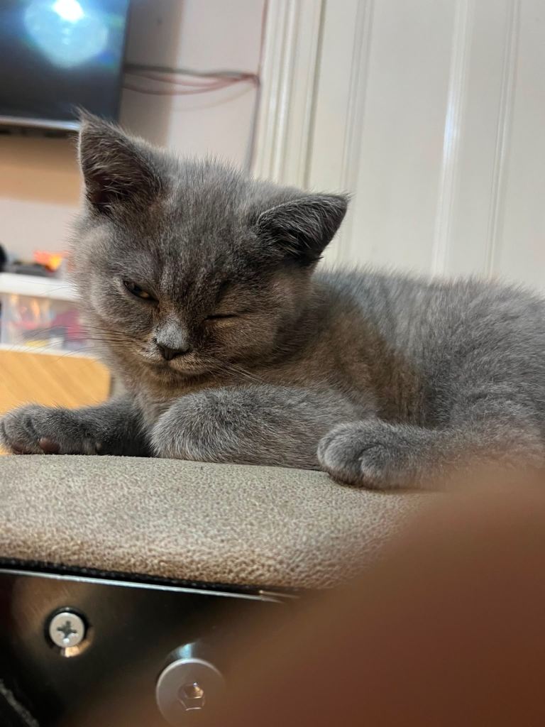 British shorthair blue