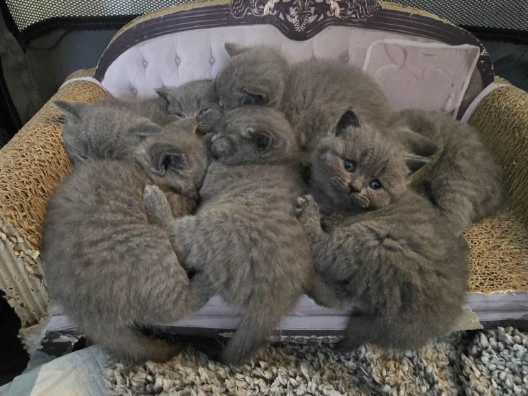 British Shorthair Kittens 