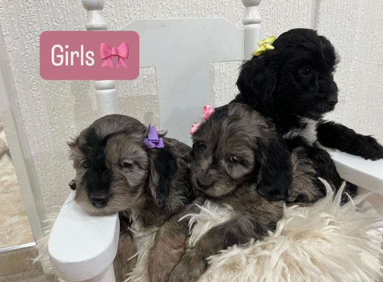 F1 Miniature Cockapoo Puppies - 3 girls Available 