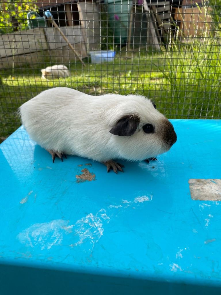 Male 15 week old Californian Guinea Pig
